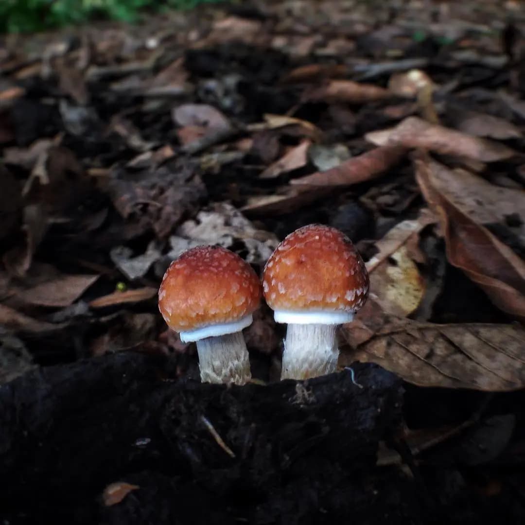 Psilocybe cubensis: pantropical, coprófila, e mais antiga que a agricultura