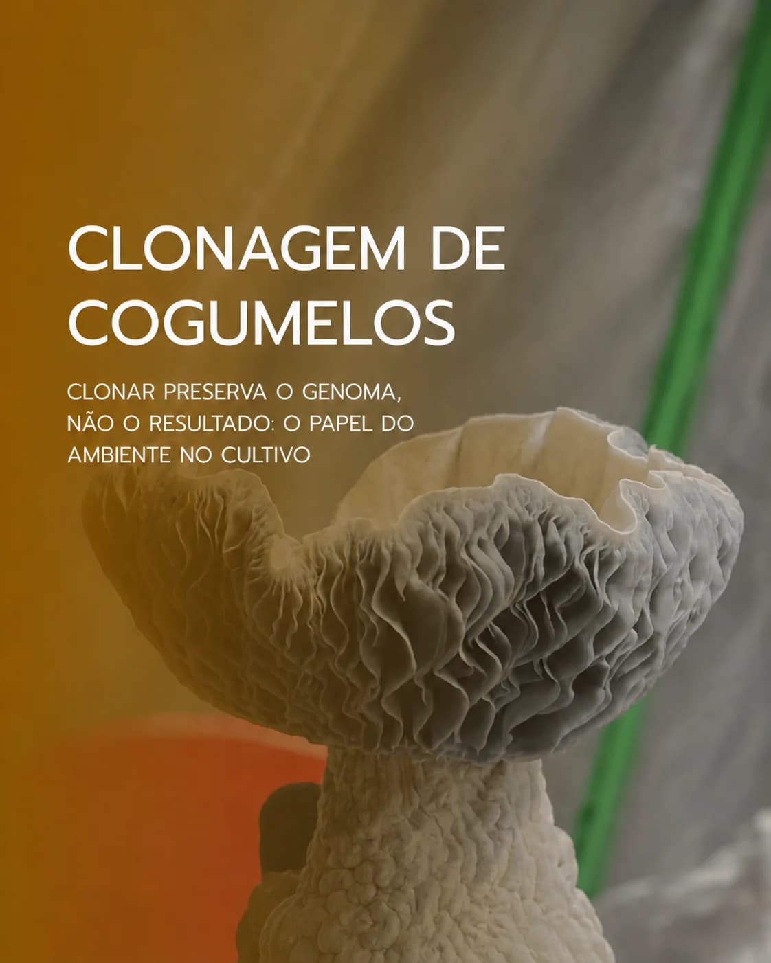 Clonagem de cogumelos: por que clonar, sozinho, não basta