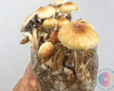 comprar cogumelos mágicos psilocybe cubensis